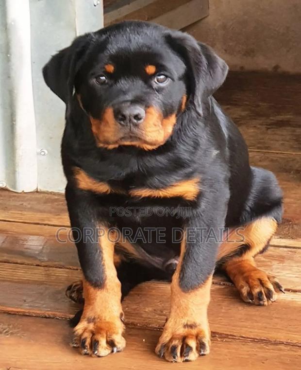 1-3 months Male Purebred Rottweiler · Photo 2