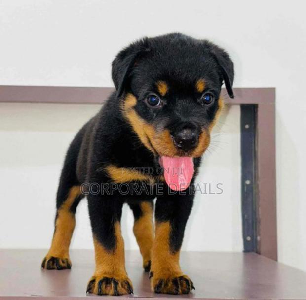 1-3 months Male Purebred Rottweiler · Photo 3