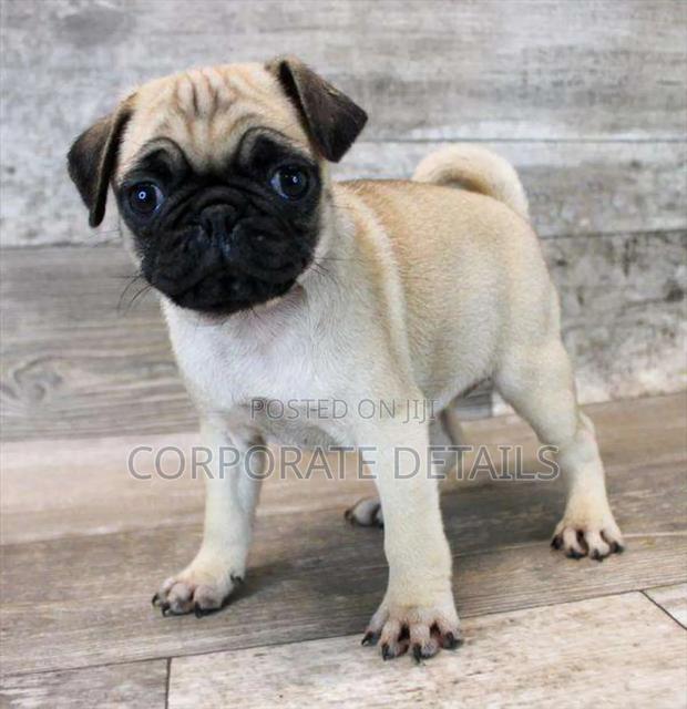 1-3 months Female Purebred Pug · Photo 2