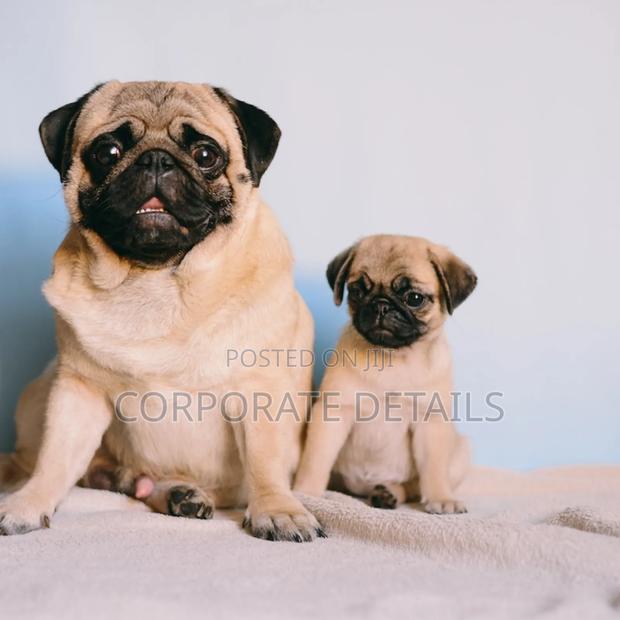 1-3 months Female Purebred Pug · Photo 3
