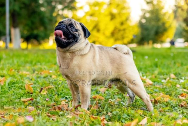 3-6 months Male Purebred Pug · Photo 2