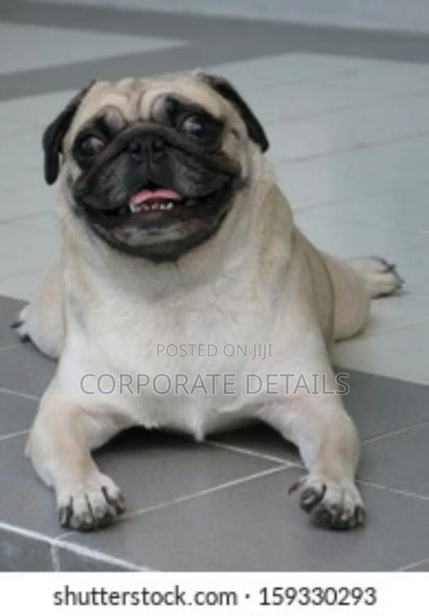 3-6 months Male Purebred Pug · Photo 3