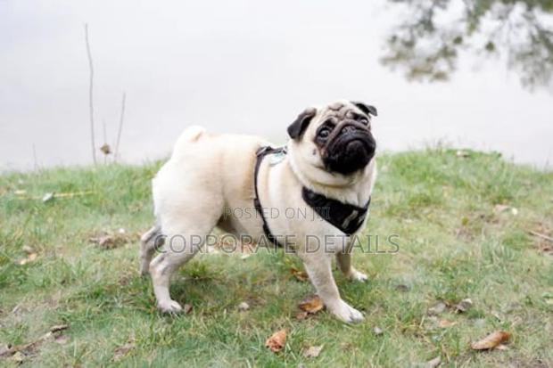 1-3 months Female Purebred Pug · Photo 2