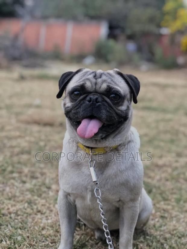 1-3 months Female Purebred Pug · Photo 3