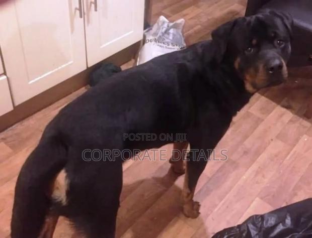 1+ year Female Purebred Rottweiler photo 2