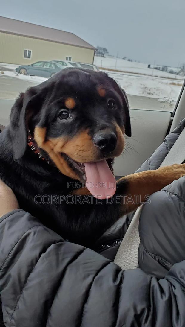 1+ year Male Purebred Rottweiler photo 2