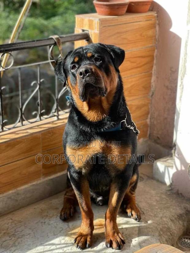 1+ year Male Purebred Rottweiler