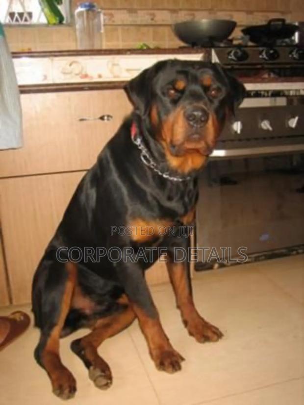 1+ year Male Purebred Rottweiler photo 2