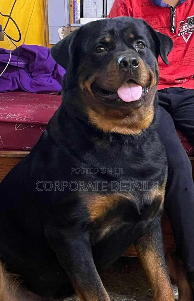 1+ year Male Purebred Rottweiler photo 2
