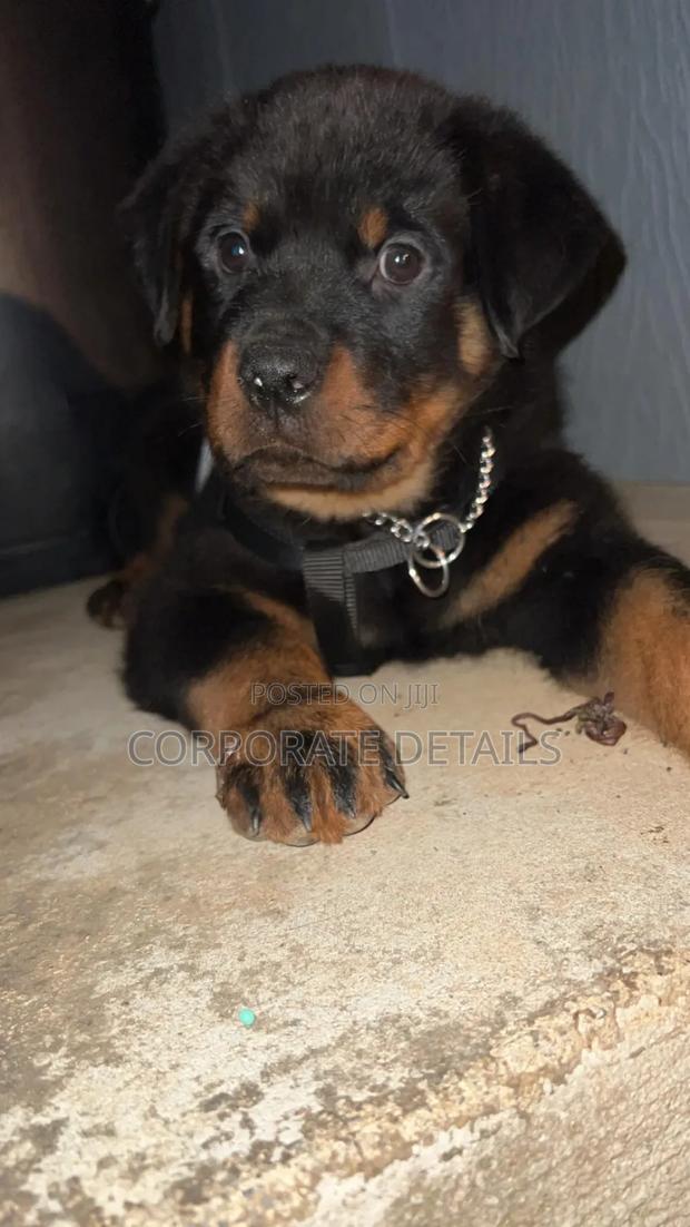 1+ year Male Purebred Rottweiler photo 2
