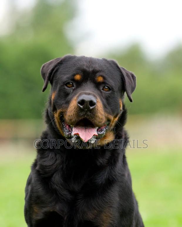 1+ year Male Purebred Rottweiler