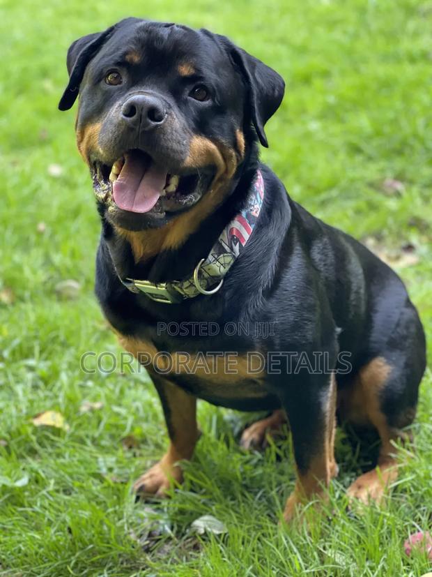 1+ year Male Purebred Rottweiler photo 2
