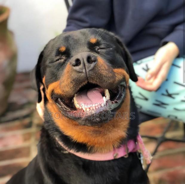 1+ year Male Purebred Rottweiler