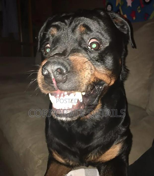 1+ year Male Purebred Rottweiler photo 2