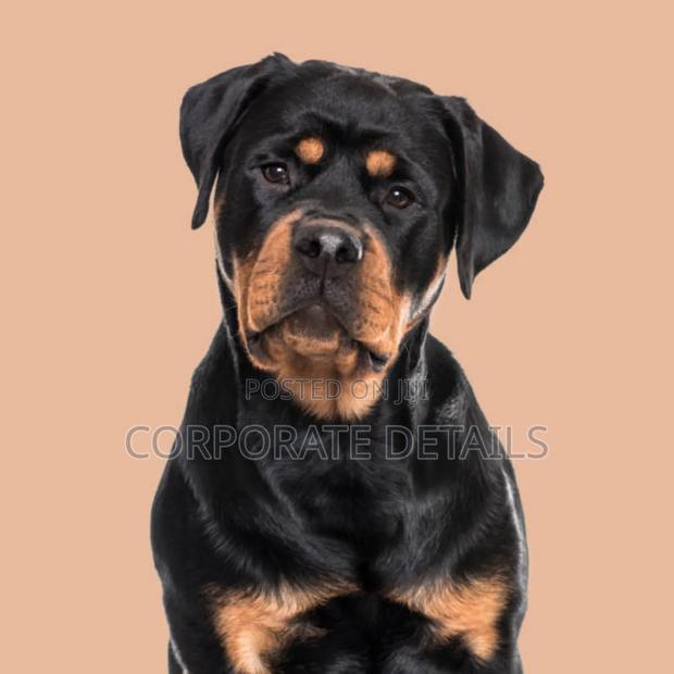 1+ year Male Purebred Rottweiler