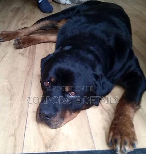 1+ year Male Purebred Rottweiler photo 2