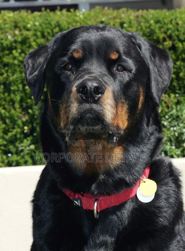 1+ year Male Purebred Rottweiler