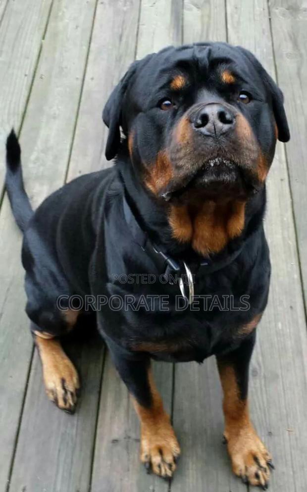 1+ year Male Purebred Rottweiler photo 2
