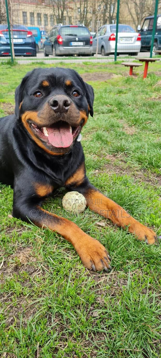 1+ year Male Purebred Rottweiler photo 2