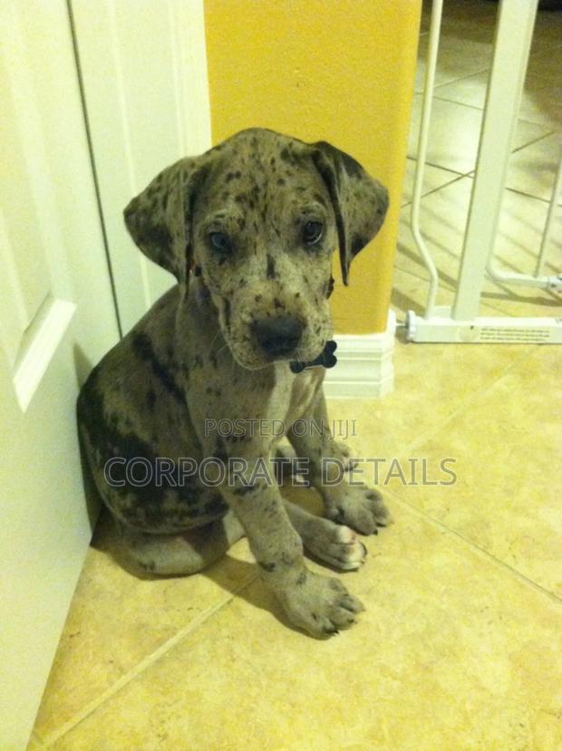 1-3 months Male Purebred Great Dane photo 2