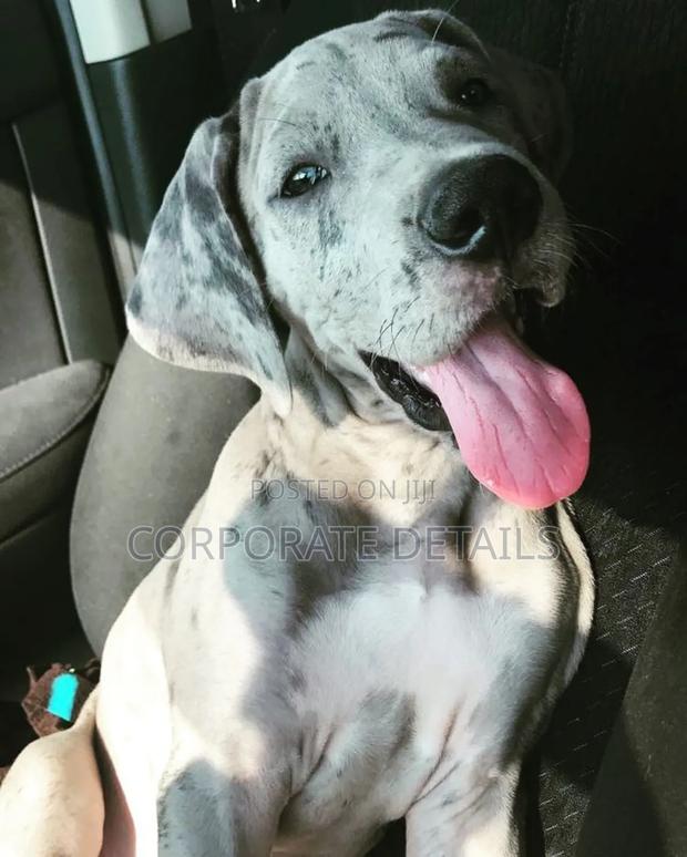 1-3 months Male Purebred Great Dane photo 2