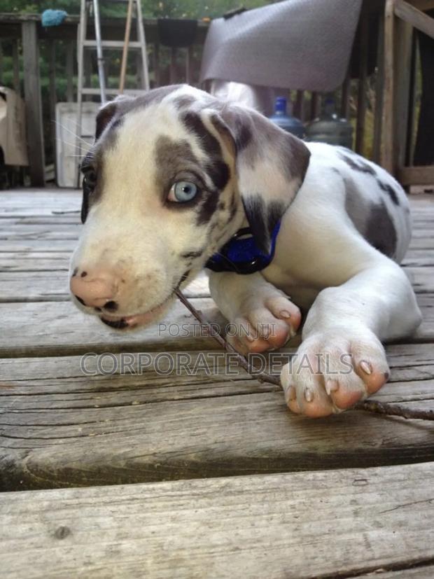 1-3 months Male Purebred Great Dane photo 2