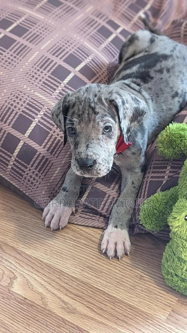 1-3 months Male Purebred Great Dane photo 2