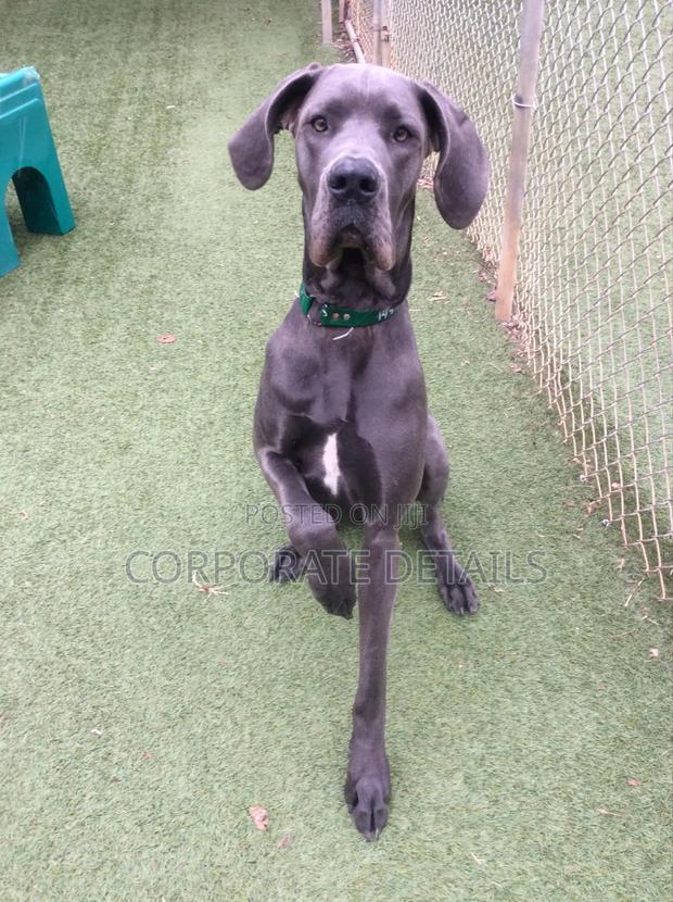 1-3 months Male Purebred Great Dane photo 2