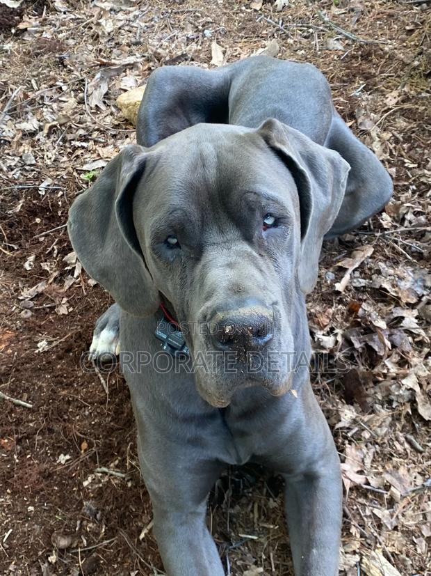 1-3 months Male Purebred Great Dane