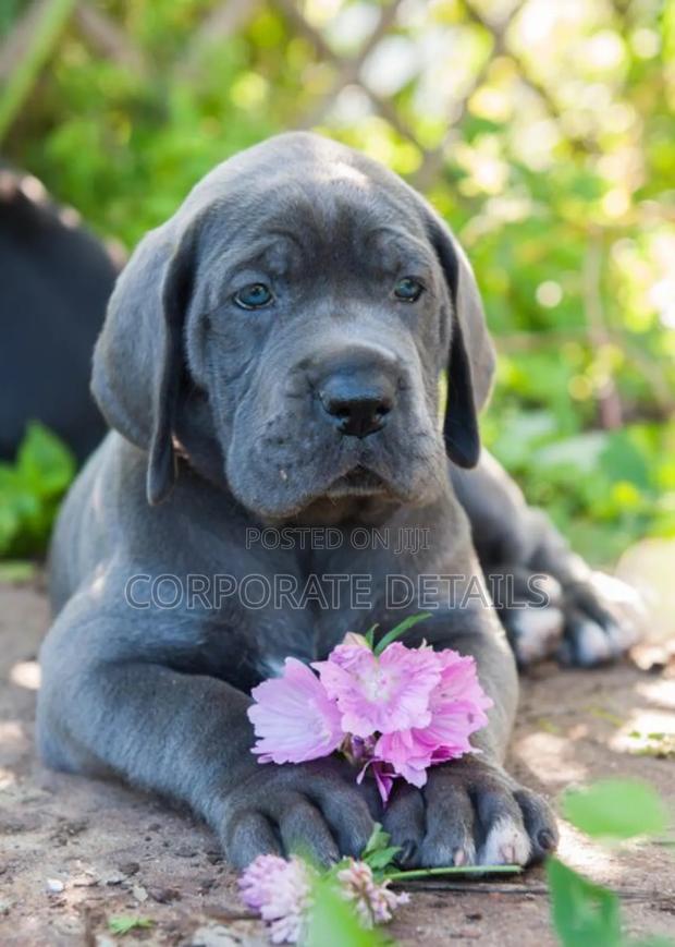 1-3 months Male Purebred Great Dane photo 2