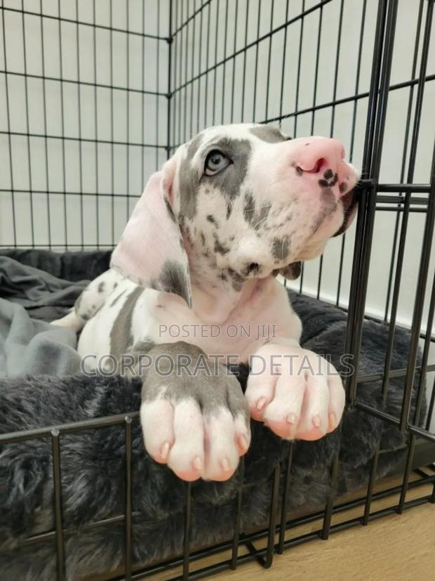 1-3 months Male Purebred Great Dane