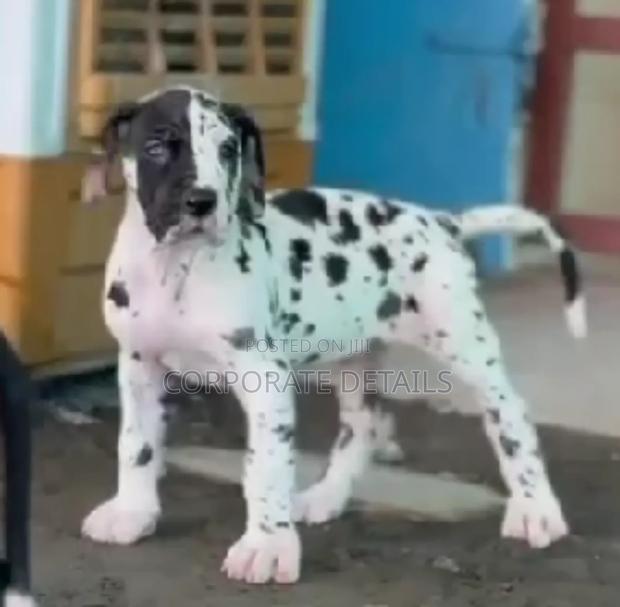 1-3 months Male Purebred Great Dane photo 2