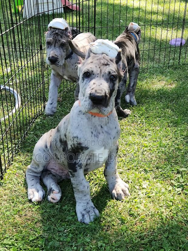 1-3 months Male Purebred Great Dane photo 2