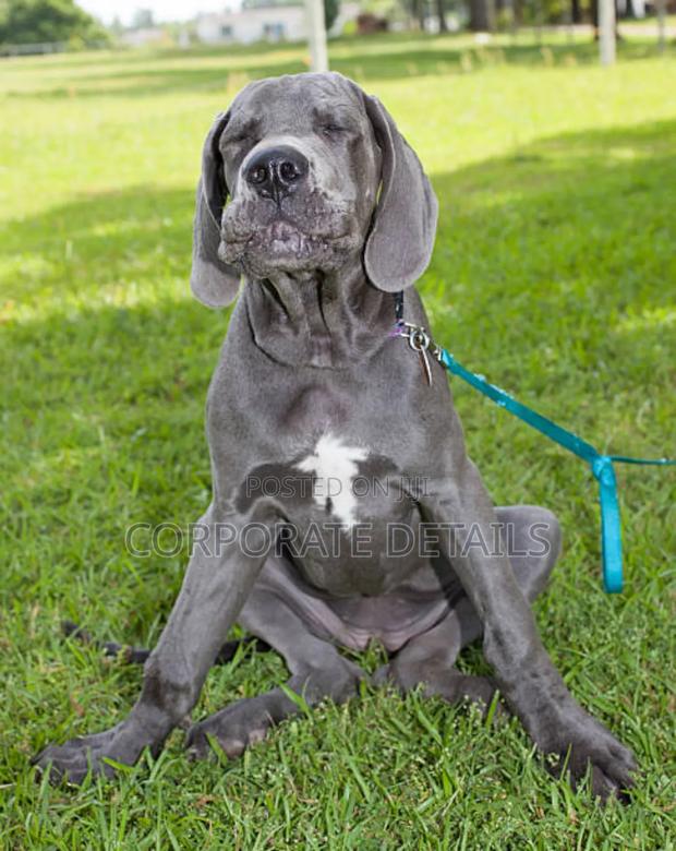 1-3 months Male Purebred Great Dane photo 2
