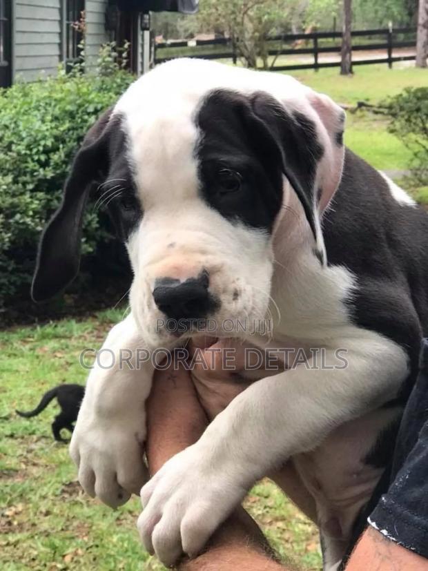 1-3 months Male Purebred Great Dane photo 2