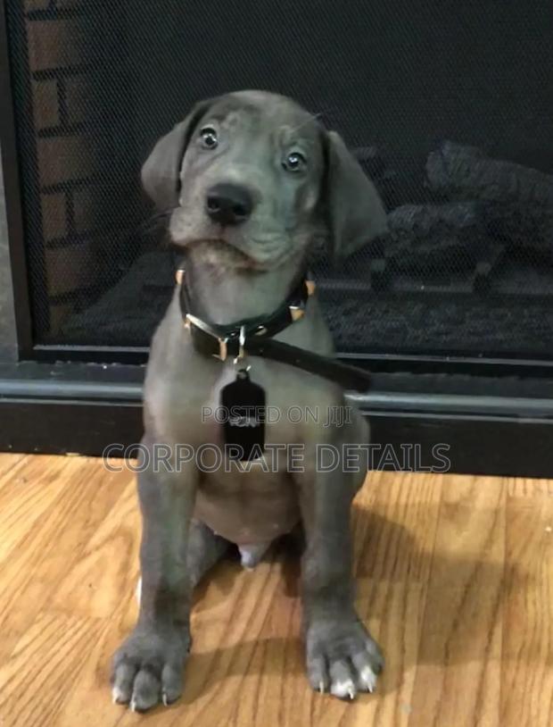 1-3 months Male Purebred Great Dane photo 2
