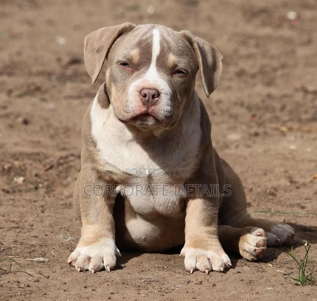 1-3 months Male Purebred American Pit Bull Terrier photo 2
