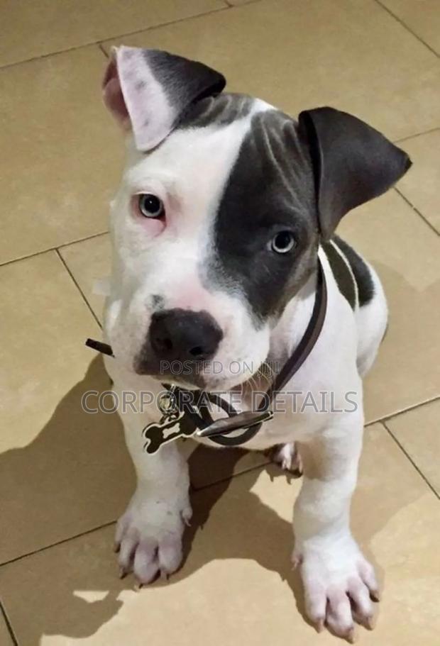 1-3 months Male Purebred American Pit Bull Terrier photo 2