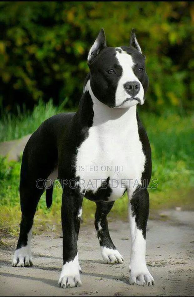 6-12 months Male Purebred American Pit Bull Terrier photo 2