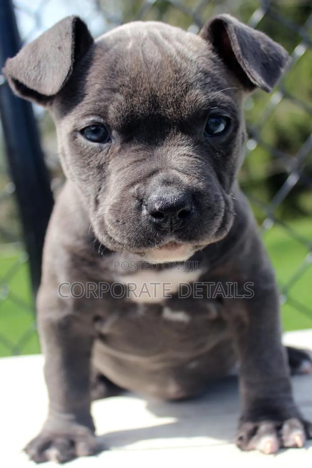 1-3 months Male Purebred American Pit Bull Terrier photo 2