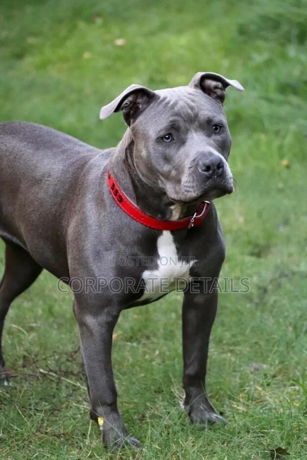 6-12 months Male Purebred American Pit Bull Terrier