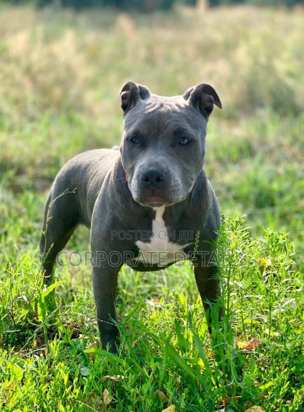 6-12 months Male Purebred American Pit Bull Terrier photo 2