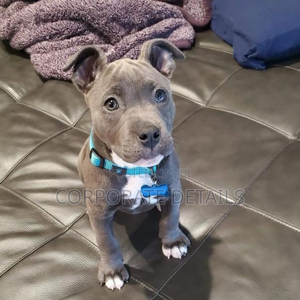 1-3 months Male Purebred American Pit Bull Terrier