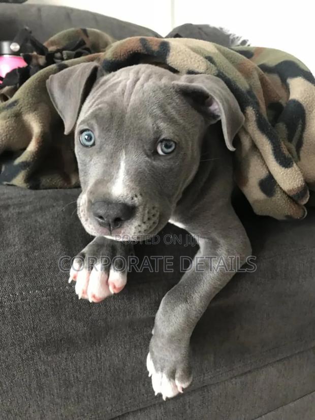 1-3 months Male Purebred American Pit Bull Terrier photo 2