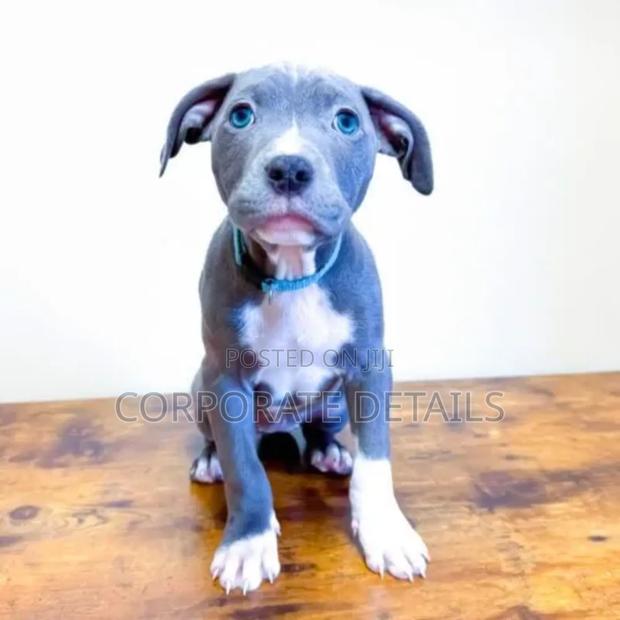 1-3 months Male Purebred American Pit Bull Terrier