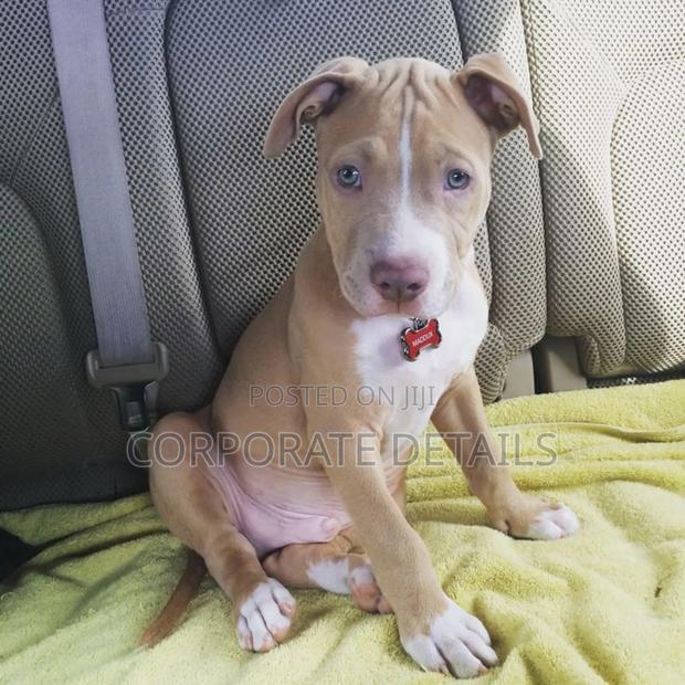 1-3 months Male Purebred American Pit Bull Terrier photo 2
