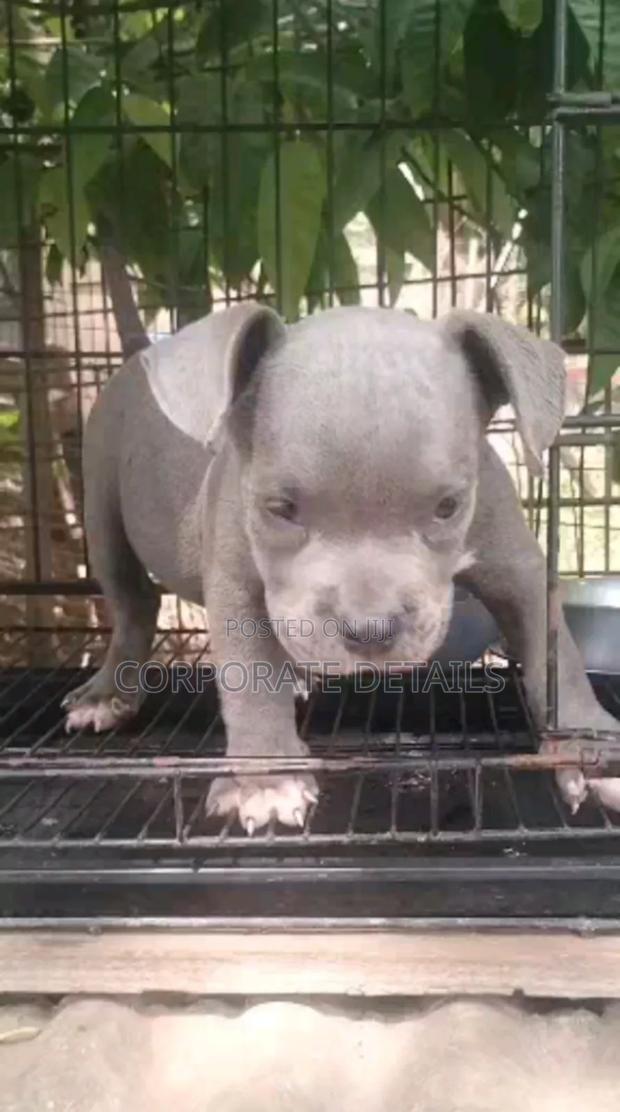 1-3 months Male Purebred American Pit Bull Terrier photo 2