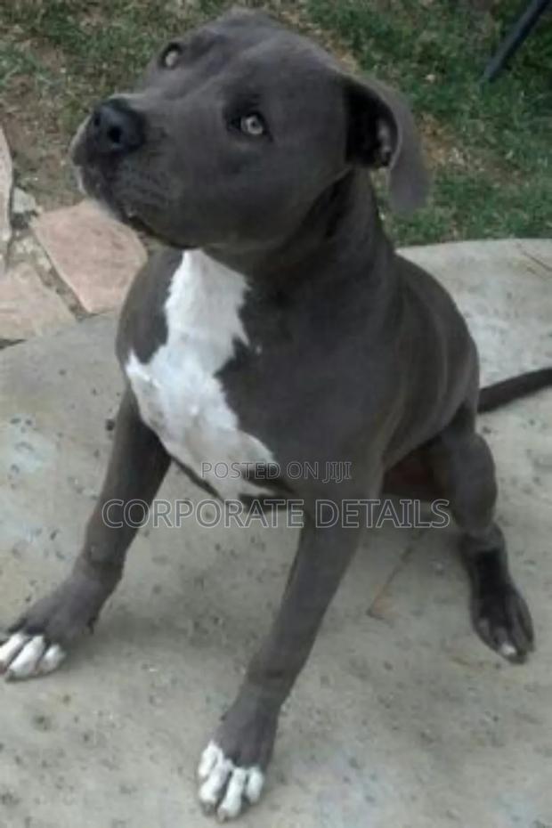 1-3 months Male Purebred American Pit Bull Terrier photo 2