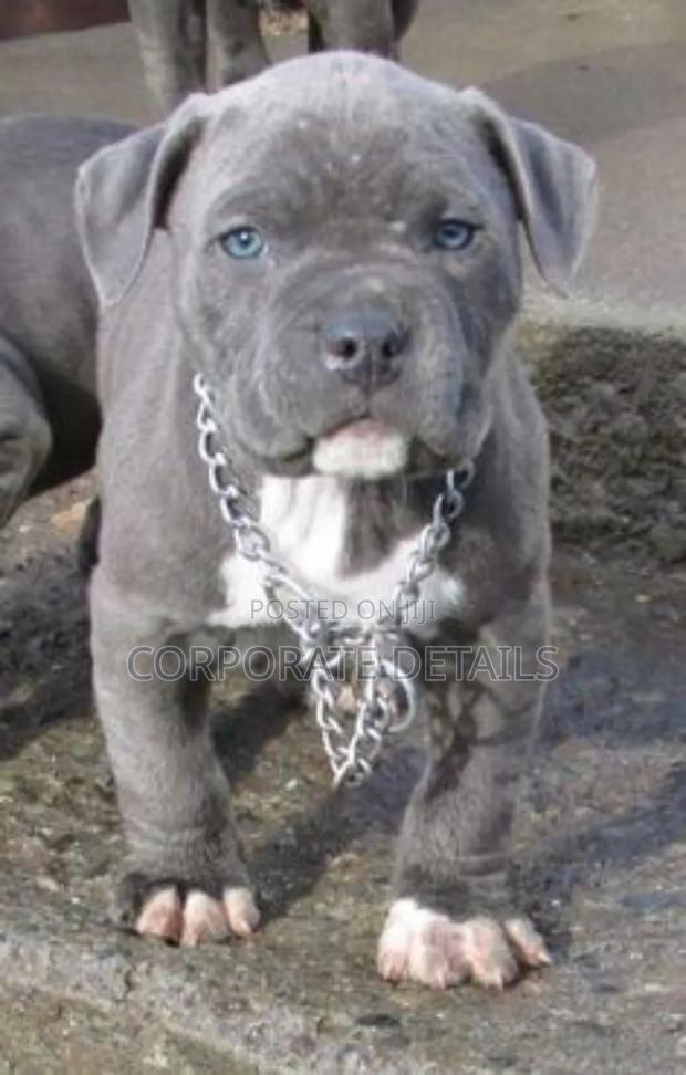 1-3 months Male Purebred American Pit Bull Terrier photo 2