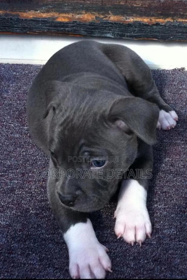 1-3 months Male Purebred American Pit Bull Terrier
